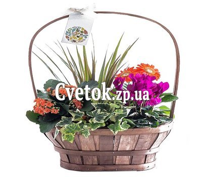 Композиция из горшечных цветов в корзине