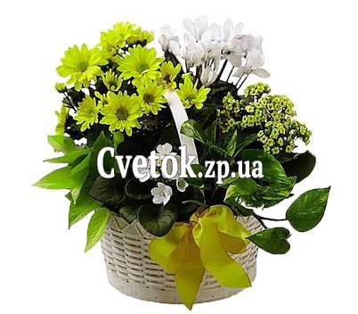Композиция из комнатных цветов