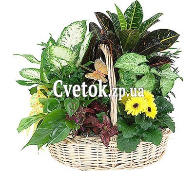 Композиция из комнатных цветов в горшке купить