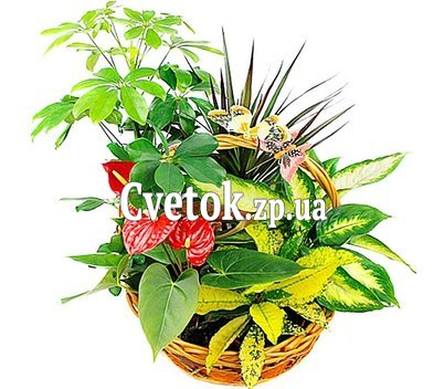 Композиция из комнатных растений