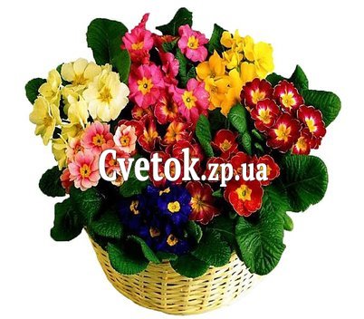 Композиция из комнатных растений купить
