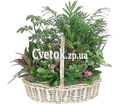 Композиция комнатных растений