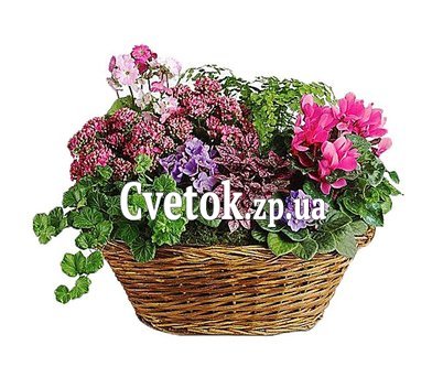 Корзина из комнатных цветов