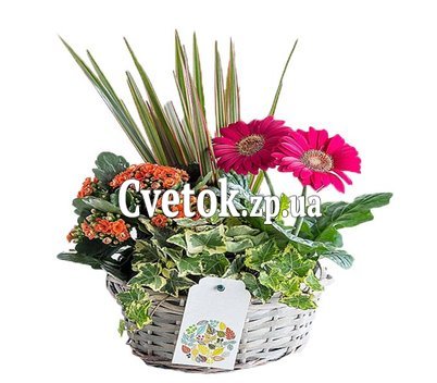 Корзина с цветами в горшках