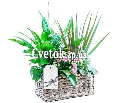 Корзина с домашними цветами