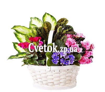 Корзина с комнатными растениями