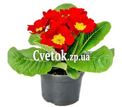Красная Примула