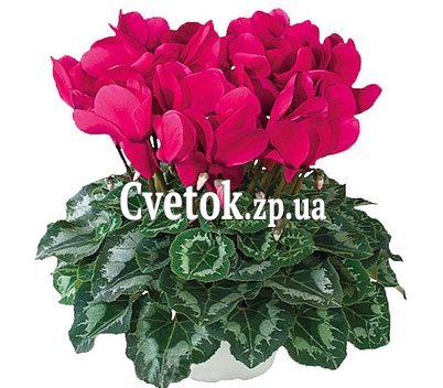 Красный цикламен
