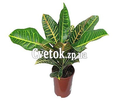 Croton