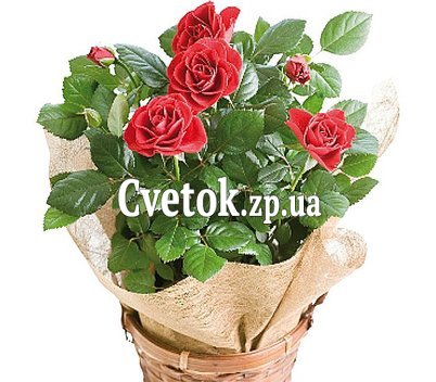 Кустовая красная роза