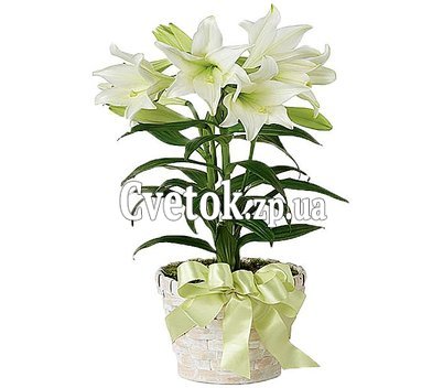Лилия в горшке