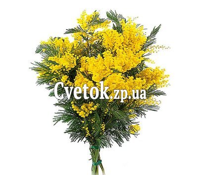 Мимоза букет