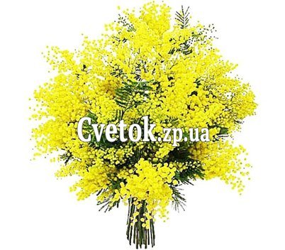 Мимоза купить