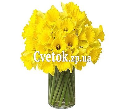 Нарциссы купить