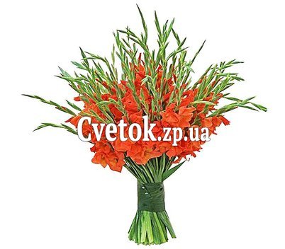 Огромный букет гладиолусов