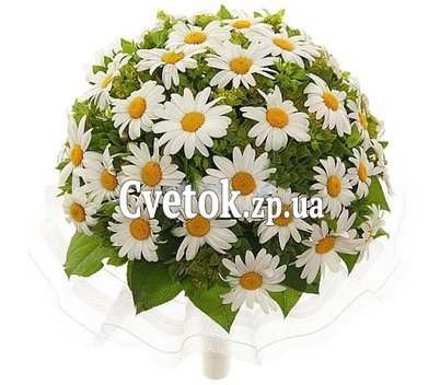 Огромный букет ромашек