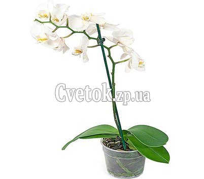 Орхидея Фаленопсис в горшке
