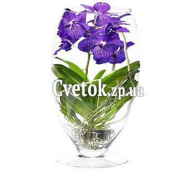 Орхидея Ванда в стекле