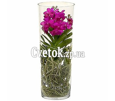Орхидея Ванда в стеклянной колбе