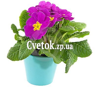 Примула в горшке