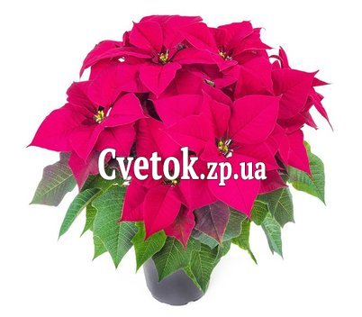 Пуансеттия в горшке
