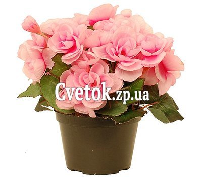 Розовая Бегония