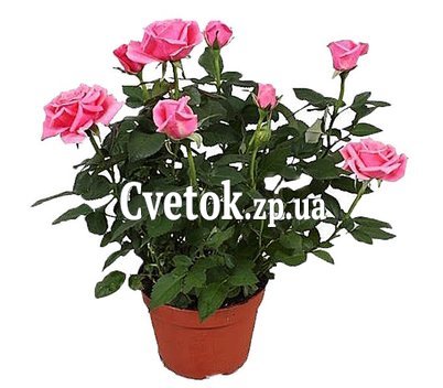 Розовая роза в горшке