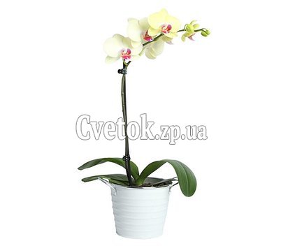 Желтая орхидея в горшке