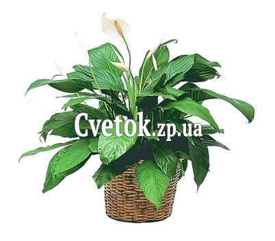 Женское счастье в горшке