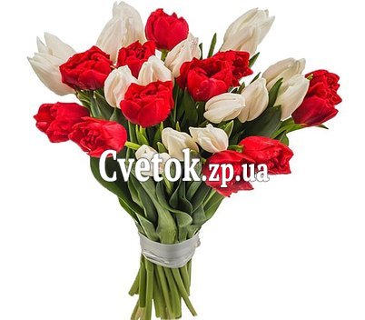 Живые тюльпаны