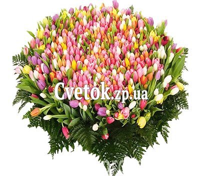 1001 тюльпан