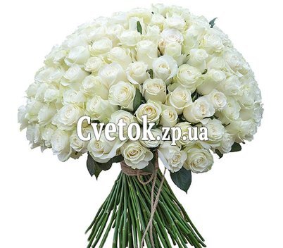 101 white meter rose