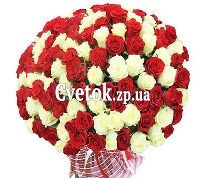 101 red and white imported rose