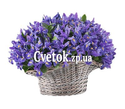 151 синий ирис в корзине