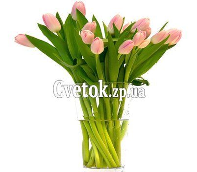 17 тюльпанов