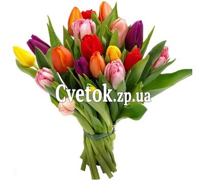 19 тюльпанов