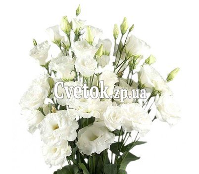 Букет из белых эустом