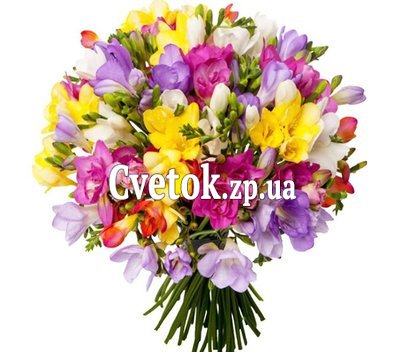 Фрезия купить