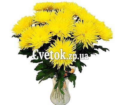 Chrysanthemums large bouquet