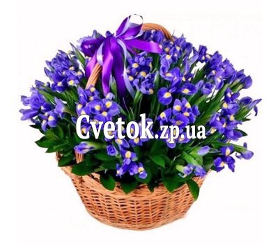 Basket of 75 blue irises