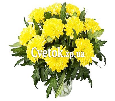 Хризантемы крупная